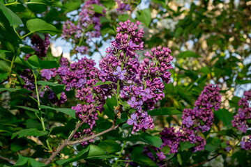 Fototapeta premium purple blooming lilac