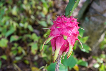 Dragon fruit on tree with blurred background