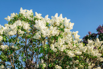 white blooming lilac