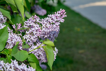 blue blooming lilac