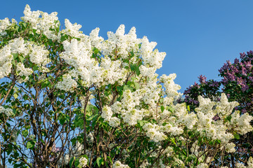 white blooming lilac