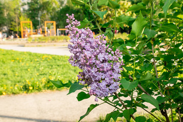 purple blooming lilac