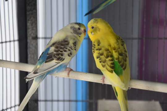 birds loving