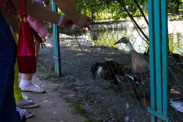 people feed and take pictures of ducks at the zoo