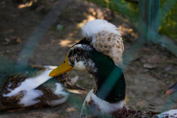 duck in the zoo