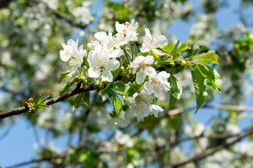 Spring fragrant flowering apple trees in the garden.