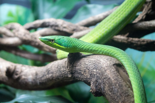Green snake head