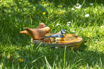 Baden in der Vogeltränke