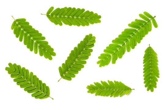 collection of fresh tamarind leaves isolated on white background, top view