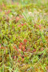 Rundblättriger Sonnentau (Drosera rotundifolia), Moor bei Ovelgönne, Niedersachsen, Deutschland, Europa