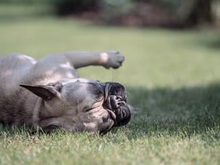 French bulldog lying on the grass in the garden.