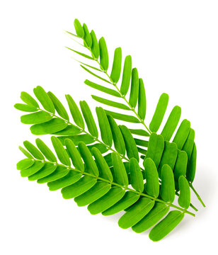 fresh tamarind leaves isolated on white background