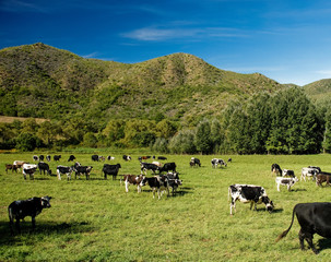 Cows in pasture