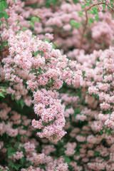 Fresh bright spring background design with cherry blossom flowers and leaves 