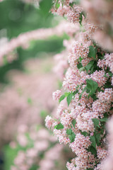 Fresh bright spring background design with cherry blossom flowers and leaves 