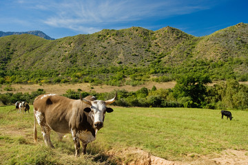 Fototapeta na wymiar Bull with horns