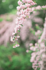 Fresh bright spring background design with cherry blossom flowers and leaves 