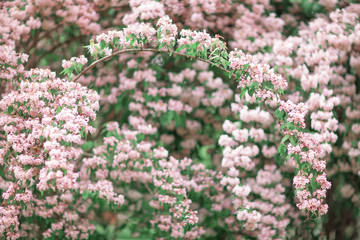 Fresh bright spring background design with cherry blossom flowers and leaves 