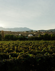 Fototapeta na wymiar Calitzdorp vineyards