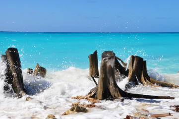 Many dry stumps on the shore of the emerald sea. Paradise Island.
