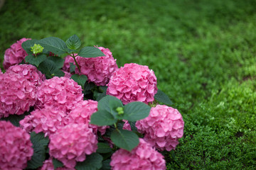 beautiful bright pink hydrangea blossom in a greenhouse, can be used as background