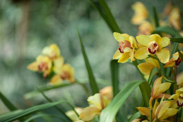 Beautiful yellow Cymbidium Orchids close up in a greenhouse, can be used as background