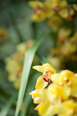 Beautiful yellow Cymbidium Orchids close up in a greenhouse, can be used as background