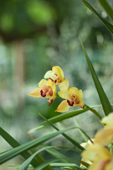 Beautiful yellow Cymbidium Orchids close up in a greenhouse, can be used as background