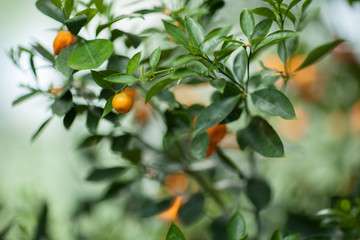 ripe fruits hang on a tangerine tree in a greenhouse