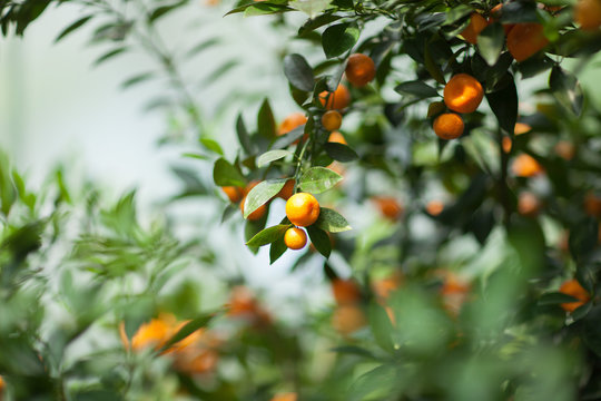 ripe fruits hang on a tangerine tree in a greenhouse