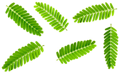 collection of fresh tamarind leaves isolated on white background, top view