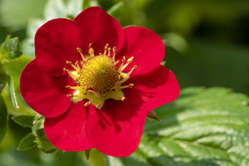 Erdbeerblüte