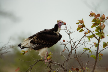 Whiteheaded vulture