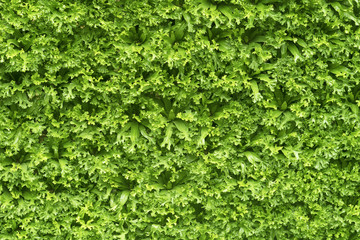 Green Plant Background