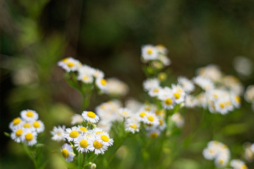 daisies in the meadow