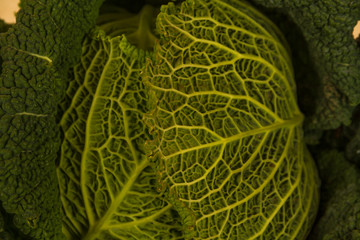 Savoy cabbage, seen from above, background