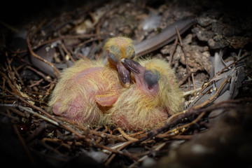 young pigeons
