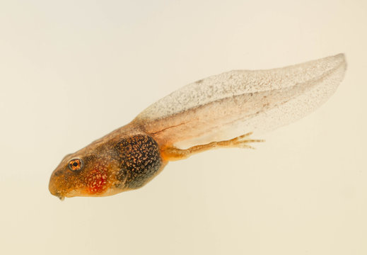 tadpole