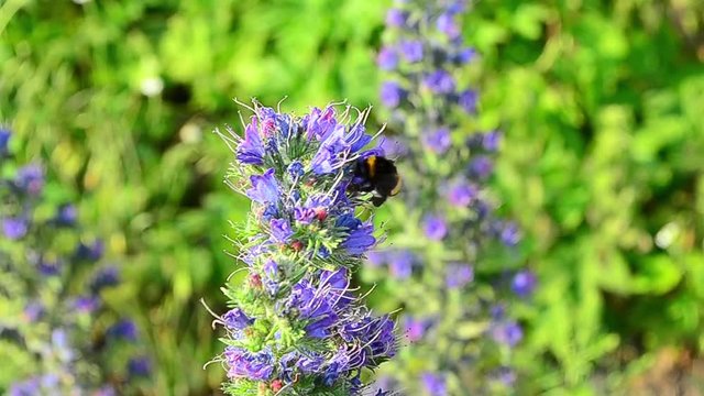 Bombus, bumblebee, Echium, pollination