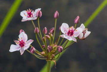 Fototapeta premium Im botansichen Garten