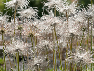 Im botanischen Garten