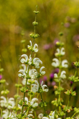 Floral meadow in a field of Madrid