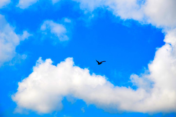 The bird flies above the clouds. Bird in the sky, on a blue background