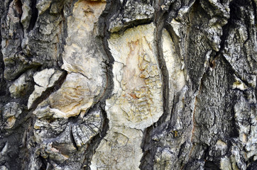  Old wood texture. Tree bark.