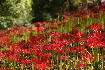 北谷の彼岸花（red spider lily）