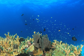 Fototapeta na wymiar Coral reef underwater 