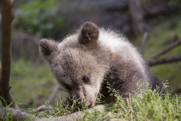 sunny bear on green grass