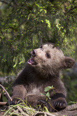 Naklejka na ściany i meble bear under spruce branch