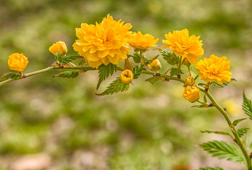 Kerria japonica on a spring morning. It is a deciduous shrub belonging to the rose family, native to eastern Asia, in China, Japan and Korea.