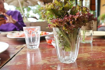 Fototapeta na wymiar organic lettuce in glass of water